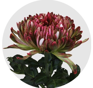 Хризантема одноголовая Антонов крашеный зелёно-розовый (Antonov Green/Pink)