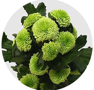Хризантема кустовая Сантини Гринстоунз (Santini Greenstones)