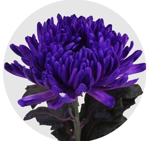 Хризантема одноголовая Антонов крашеный Эрика (Antonov Erica)