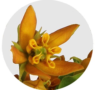 Асклепия Беатрикс (Asclepias 'Beatrix')