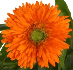 Календула оранжевая
