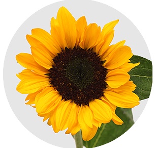 Подсолнух Соня (Sonja)