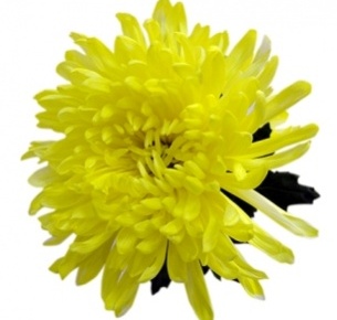 Хризантема одноголовая Антонов желтый крашеный (Antonov yellow)
