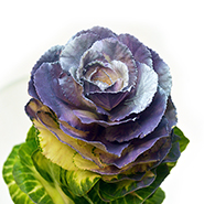 Брассика крашеная синяя