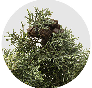 Кипарис синий (Cupressus Blue)