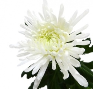 Хризантема одноголовая Антонов белый (Antonov white)