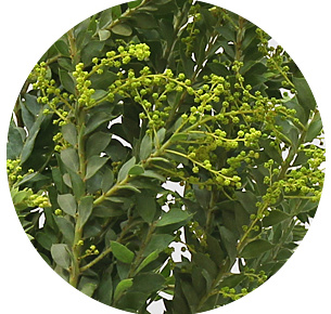 Мимоза Сент-Элен (Sainte Helene)