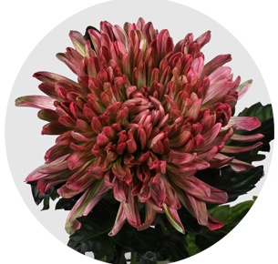 Хризантема одноголовая Антонов Гортензия (Hortensia)