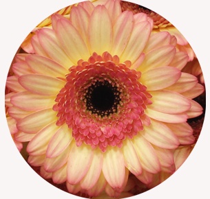 Гербера мини  Просекко (Prosecco)