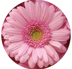 Гербера мини Кимси (Kimsey)