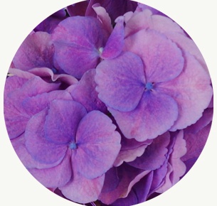 Гортензия фиолетовая