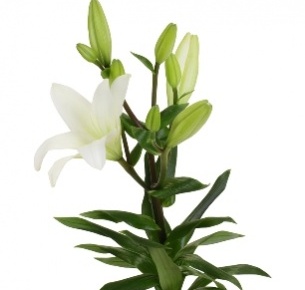 Лилия азиатская белая