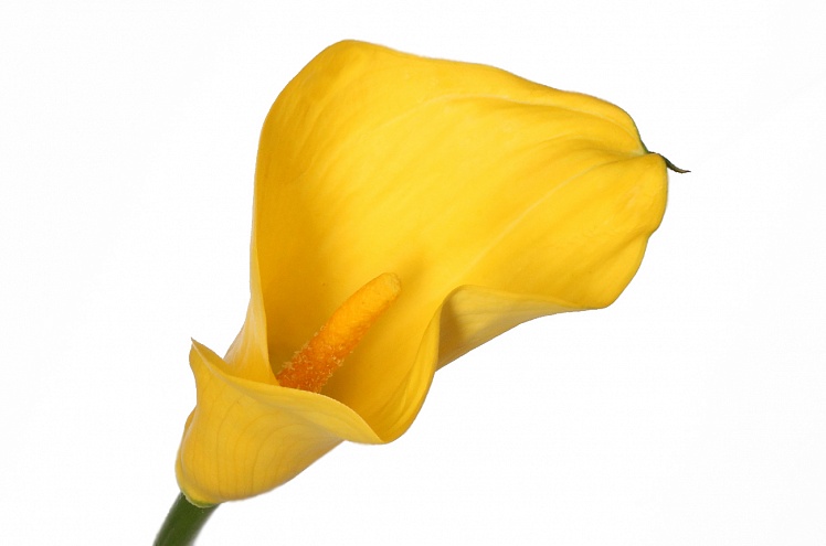 Калла желтая