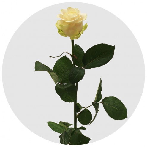 Роза Аваланж Адор (Avalanche Adore) Роза Аваланж Адор (Avalanche Adore)