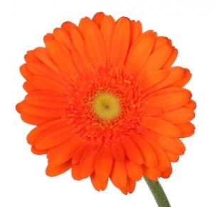 Гербера Мекс (Mexx)