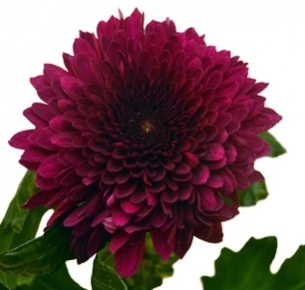 Хризантема одноголовая Барка лиловая (Barca lila)