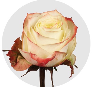 Роза Эдвенчер (Adventure)