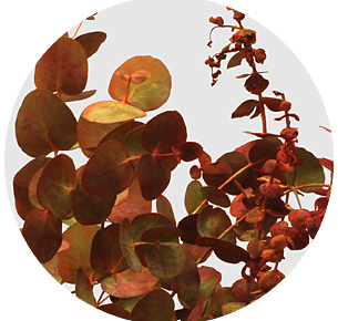 Эвкалипт Осенний микс