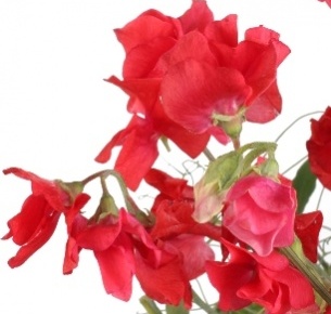 Латирус красный