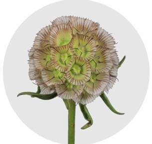 Скабиоза стеллата (Stellata)