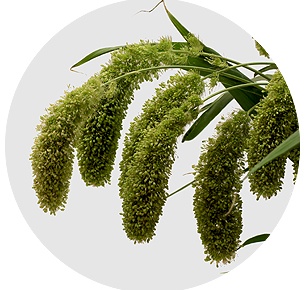 Сетария Волл мелк (Volle Melk)