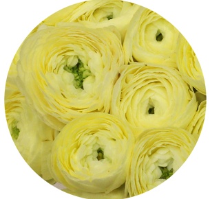 Ранункулус Клуни лимонный (Clooney Lemon)