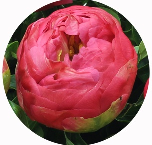 Пион Корал сансет (Coral Sunset)