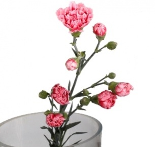 Гвоздика кустовая Скарлетт (Scarlette)