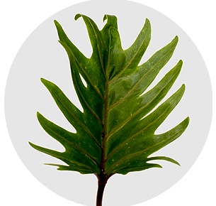 Филодендрон Ксанаду (Xanadu)