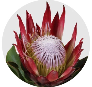 Протея Мадиба кинг ред (Madiba King Red)