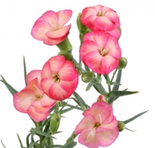 Гвоздика кустовая розовый микс