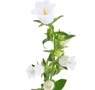 Кампанула белая