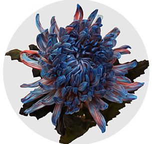 Хризантема одноголовая Антонов Базука крашеный (Antonov Bazooka)