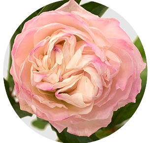 Пион Энжел чикс (Angel Cheeks)