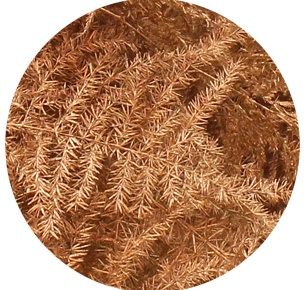 Аспарагус перистый крашеный медный (Asparagus plumosus painted copper)