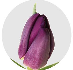 Тюльпан Буллит (Bullit)