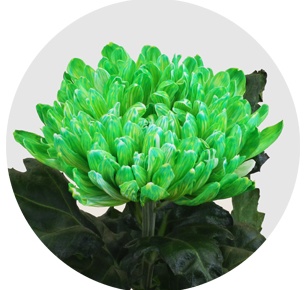 Хризантема одноголовая Антонов крашеный Минт (Antonov Mint)