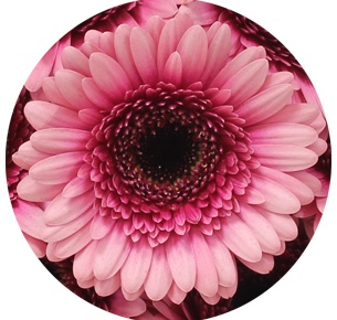 Гербера мини Пре Изабель (Pre Isabelle)