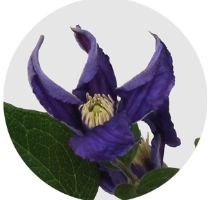 Клематис Блю пируэт (Clematis Blue Pirouette)