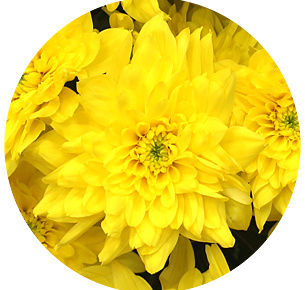 Хризантема кустовая Евро санни (Euro Sunny)