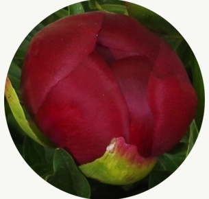 Пион Рэд шарм (Red Charm)