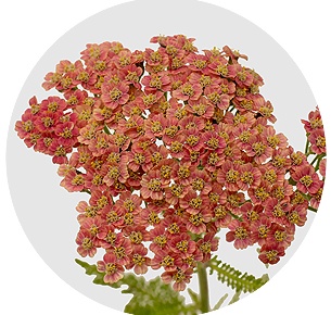 Ахиллея розовая (Achillea pink)