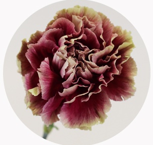 Гвоздика стандарт микс 6