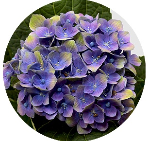 Гортензия Аметист лиловая (Amethyst lilac)
