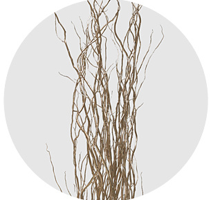 Корилус крашеный Шампань (Champagne)