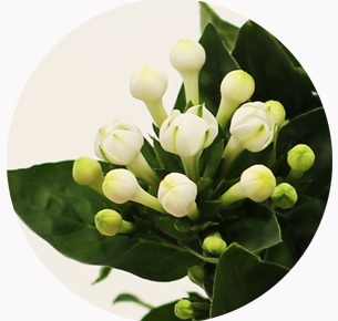 Бовардия белая