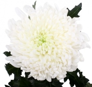 Хризантема одноголовая Эвелин белая (Eveline white)
