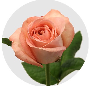 Роза Лондон ай (London Eye)