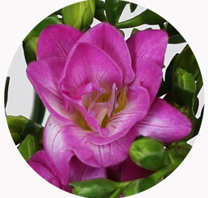 Фрезия Пёпл рэйн (Freesia Purple Rain)