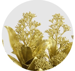 Скиммия крашеная золотая (Gold)